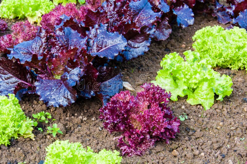 Fresh Wet Lettuce in the Garden Stock Photo Image of lettuce, summer