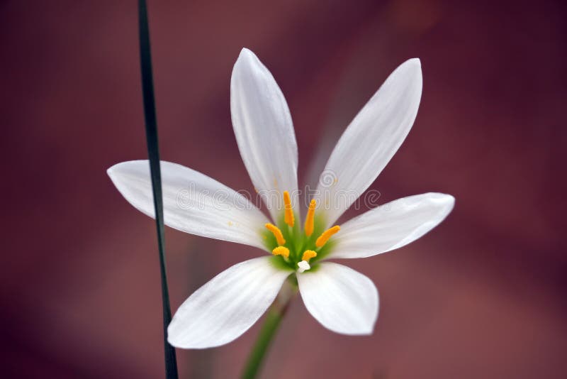 Fresh white floret on the dark background royalty free stock photography