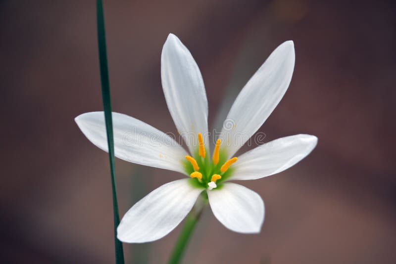 Fresh white floret on the dark background stock photos