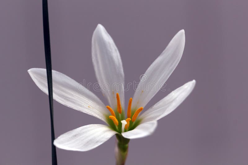 Fresh white floret on the purple background royalty free stock photo