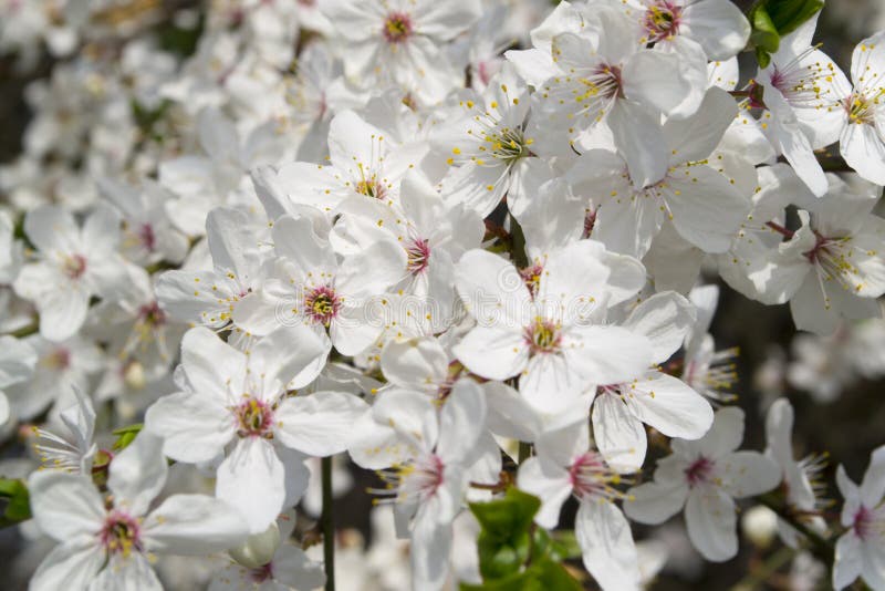 Fresh White Flowers of Cherry Tree Stock Image - Image of cherry, fresh ...