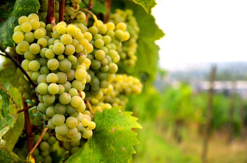 Fresh white grape