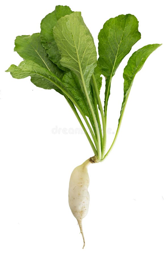 Fresh White Radish Isolated Stock Photo Image of green, organic 89812746