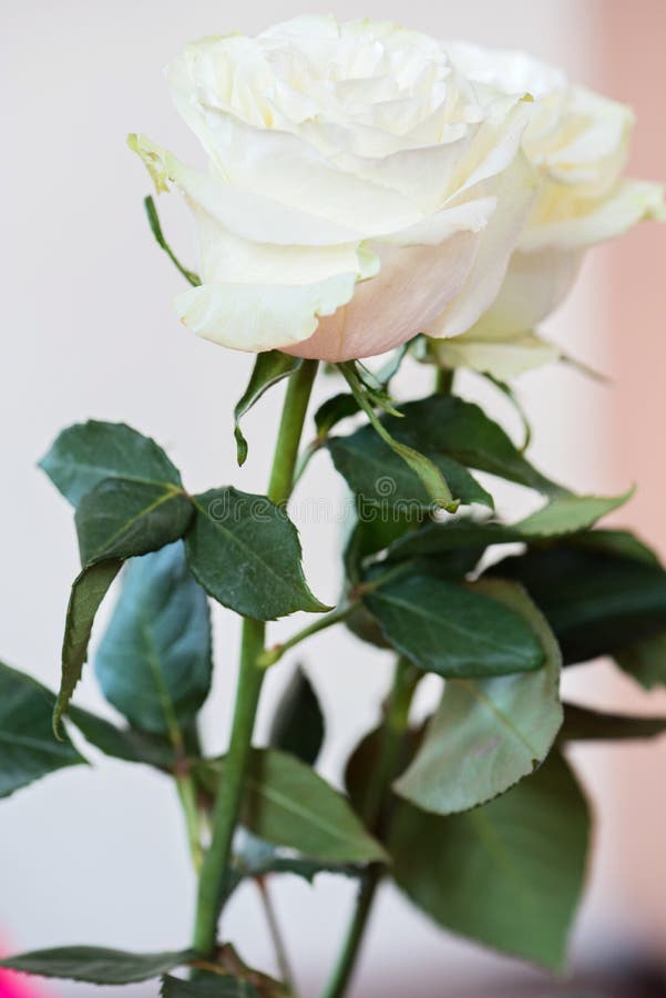 Roses in pot stock photo. Image of bunch, nature, bushes 13295714