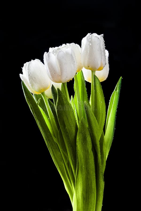 Fresh White Tulips On Black Background Stock Photo Image of flowers