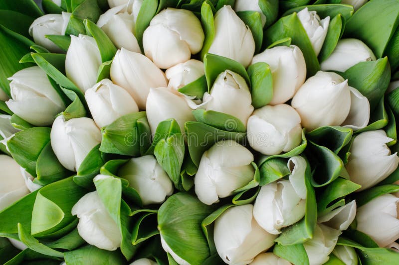 Fresh white tulips with green leaves- nature spring background. flower texture