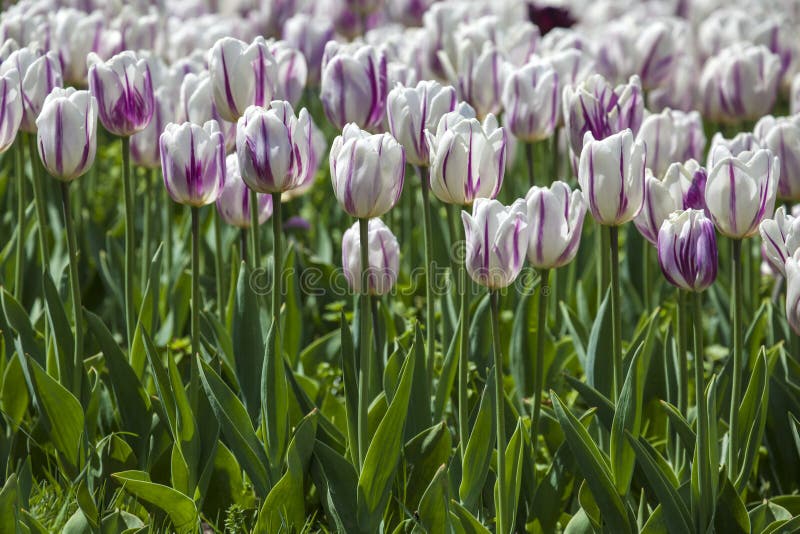 Fresh White Violet Tulips stock image. Image of grow 70487361