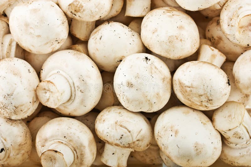 Fresh whole mushrooms stock photo. Image of field, kitchen 12599350