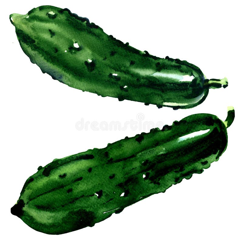 Fresh whole two cucumbers isolated, green vegetable, watercolor illustration on white