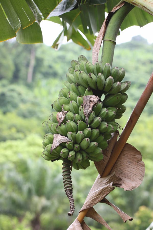 Wild Bananas Musa Balbisiana Growing, Uganda, Africa Stock Photo