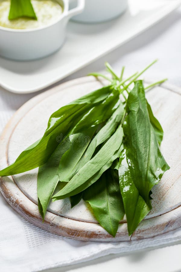 Fresh wild garlic leaves stock photo. Image of freshness 30672584