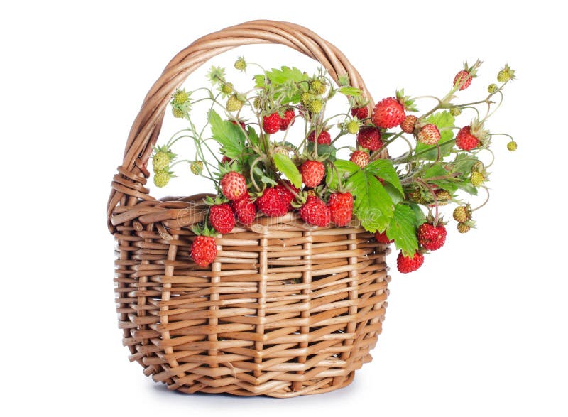 Fresh wild strawberry