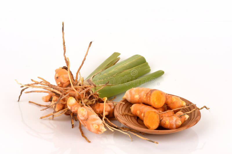 Fresh Wild Turmeric Curcuma aromatica Salisb. herb of thailand. royalty free stock photos Fresh Wild Turmeric Curcuma aromatica Salisb. herb of thailand. royalty free stock photos