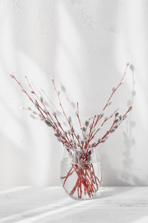 Fresh Willow Branches in Vase on White Background Stock Image Image