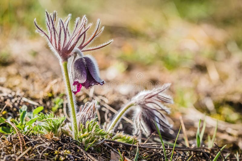 Fresh wind flower, also called meadow anemone