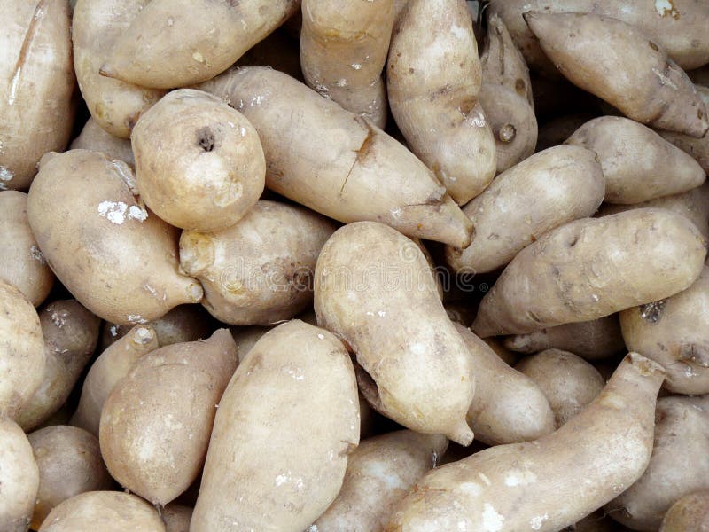 Fresh Yacon the Fruit of Herb. Stock Photo Image of natural, food 84604646