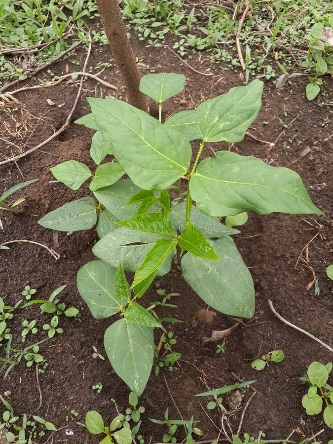 Organic Yard Long Bean (Vigna Unguiculata) Stock Image Image of crop, farm 60038459