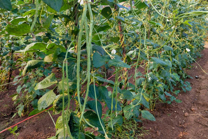 Fresh Yard Long Beans Bean in Garden Stock Photo Image of garden, pods 172261148