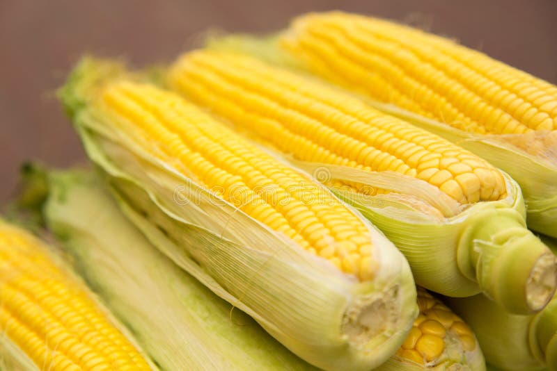 Fresh yellow corn. New crop, farmers market.