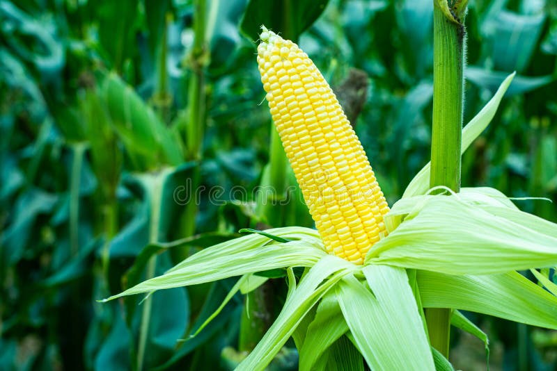 Fresh yellow corn pods organic on tree are in garden. Concept of agronomy for consumption and raising animals.copy space