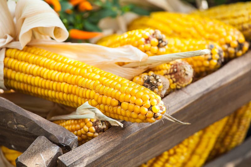 Fresh Yellow Corn Vegetable Stock Photo Image of meal, background