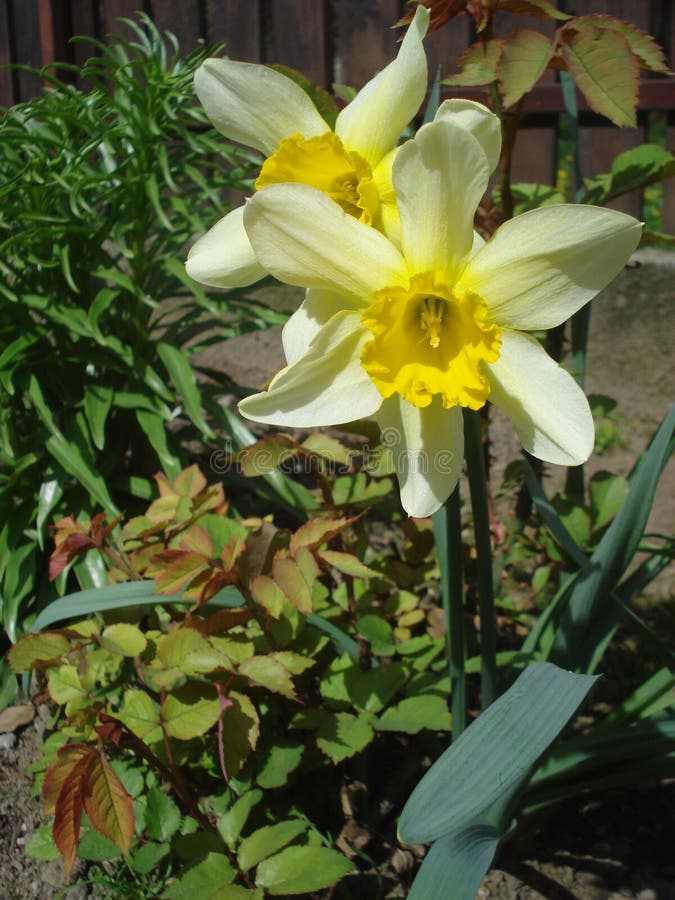 Daffodils stock image. Image of fresh, botany, blooms 30250709