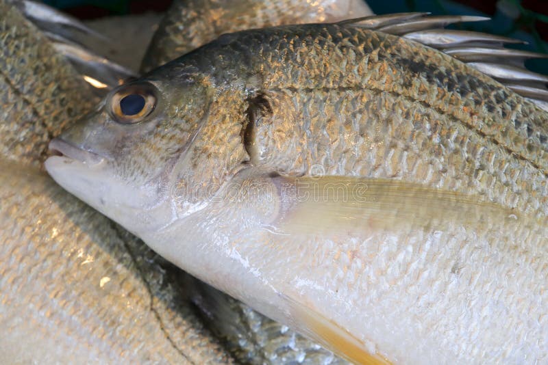 Fresh yellow fin fish stock photo. Image of head, food - 33600310