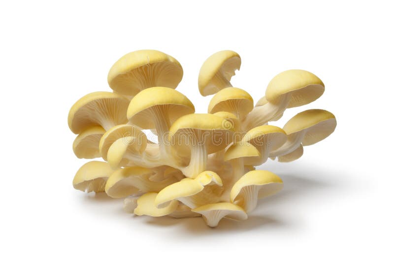 Fresh yellow oyster mushrooms