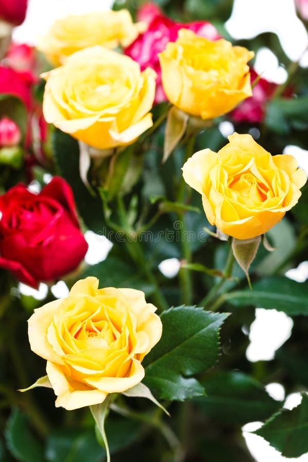 Yellow and Red Roses in Bouquet of Flowers Stock Image Image of bunch