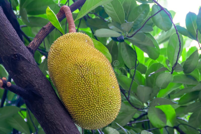 Fresh and Yellow Ripe Tropical Jackfruit with Leaves Hanging on the