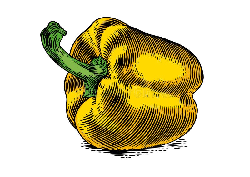 Fresh yellow sweet pepper stock vector. Illustration of vegetable 75835620