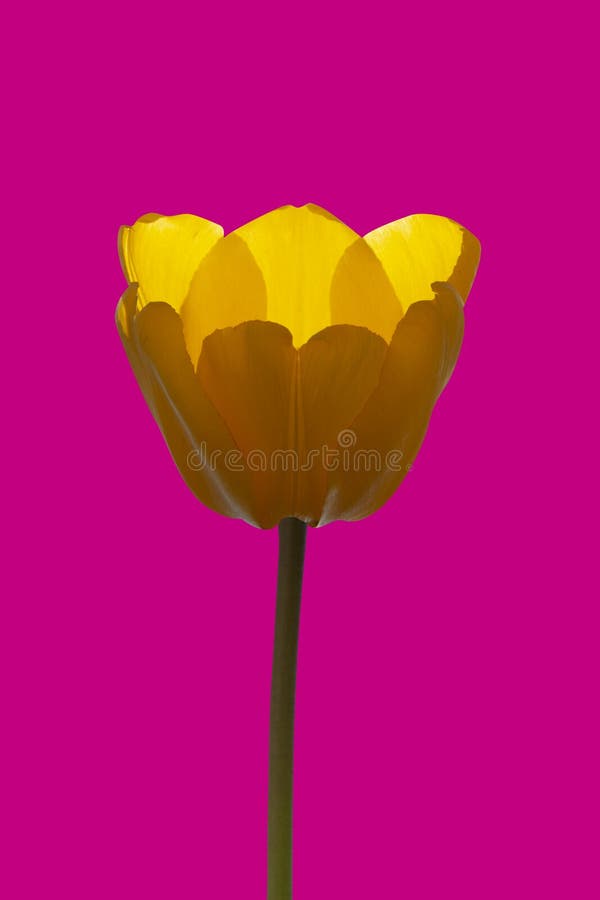 Fresh yellow transparent spring tulip flower on modern pink background - stock photo