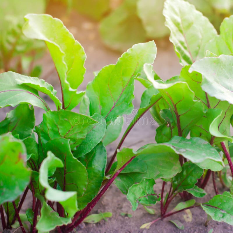 Fresh young beets growing in the garden. green leaves. useful vegetables and vitamins. agriculture stock photo Fresh young beets growing in the garden. green leaves. useful vegetables and vitamins. agriculture stock photo