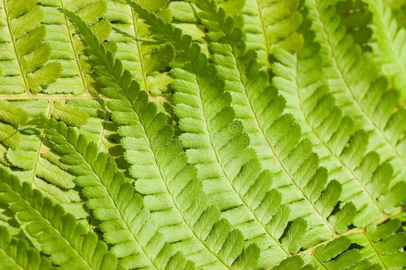 Fresh young bright green fern