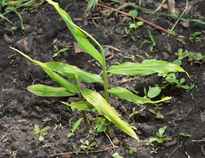 Fresh Young Ginger Plant Growing in Soil Organic Ginger Root Herb Spice royalty free stock photography