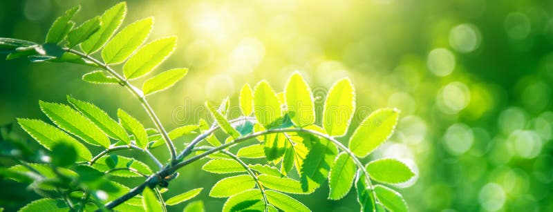 Fresh young green leaves of plant growing in spring