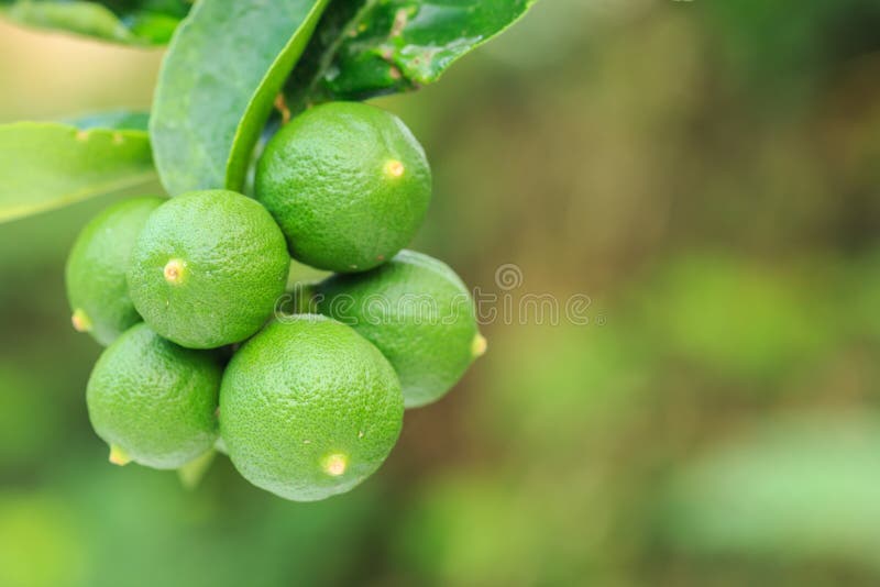Fresh Young Green Lemon Tree Green Blur Background Stock Photos Free