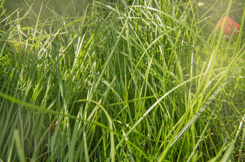 Fresh young green summer grass and sunlight, natural background