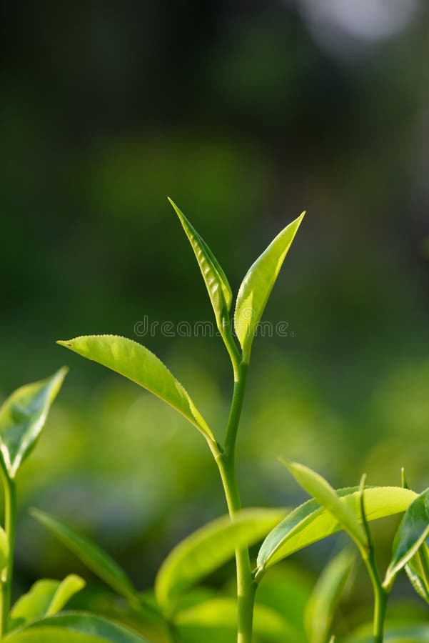 Young Green Tea Leaf Sprout on Tea Bush at Plantation Stock Image