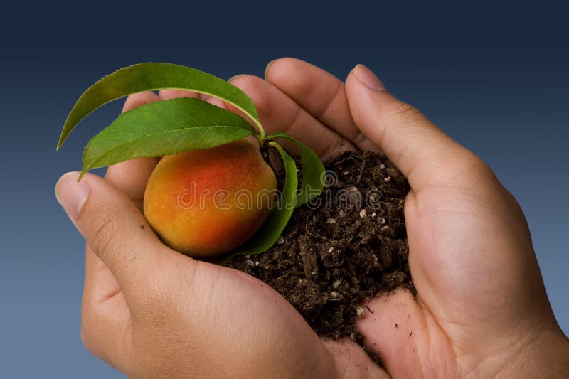 Fresh Young Peach. stock image. Image of holding, delicious 25417997