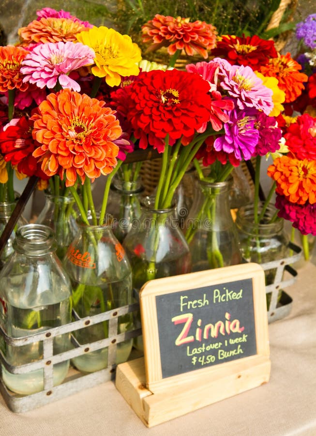 Fresh Zinnias for Sale stock image. Image of colorful 15594961