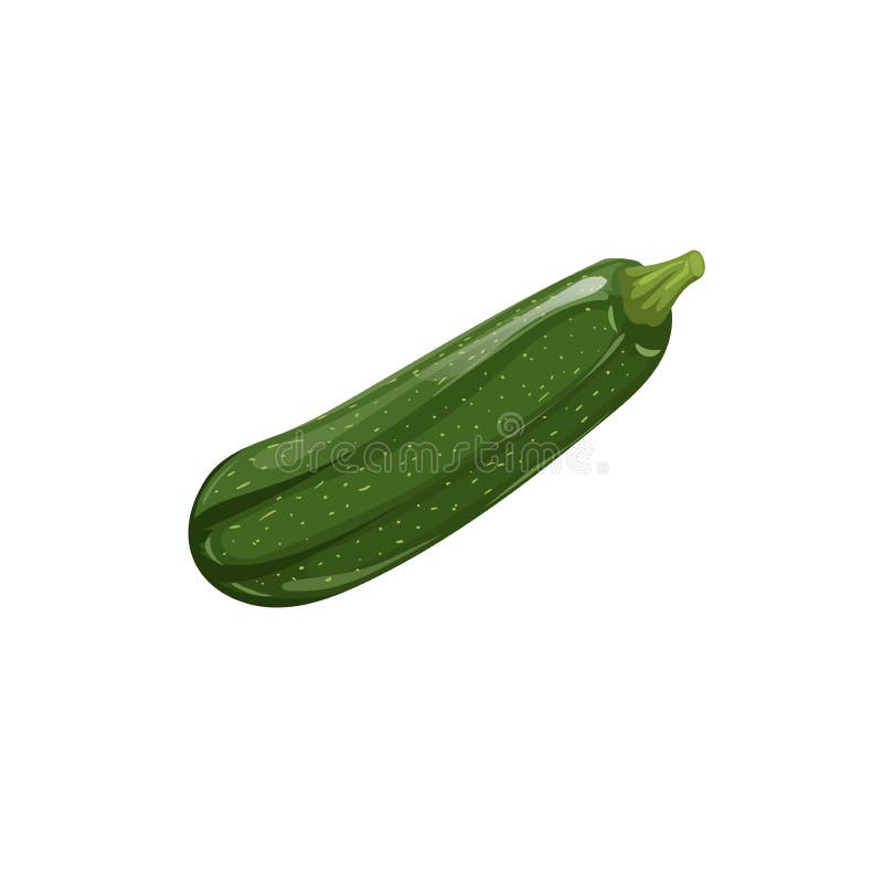 Fresh Zucchini in Cartoon Style. Vector Illustration of Farm Fresh Vegetable Stock Vector - Illustration of delicious, harvest: 196498796 Fresh Zucchini in Cartoon Style. Vector Illustration of Farm Fresh Vegetable Stock Vector - Illustration of delicious, harvest: 196498796