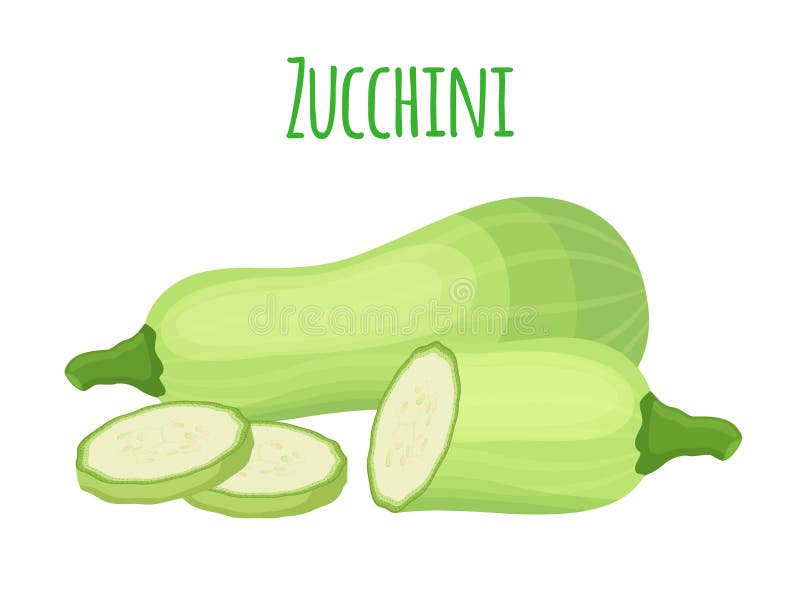 Fresh Zucchini Squash, Vegetarian Vegetable. Cartoon Flat Style. Vector Illustration Stock Vector - Illustration of fresh, flat: 100890435 Fresh Zucchini Squash, Vegetarian Vegetable. Cartoon Flat Style. Vector Illustration Stock Vector - Illustration of fresh, flat: 100890435
