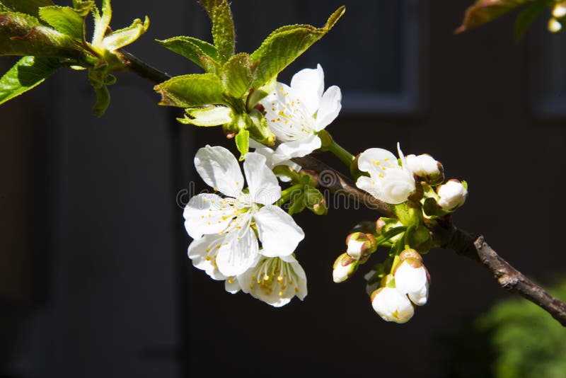 A Macro Cherry Blossom, Spring in Italy Stock Image Image of garden