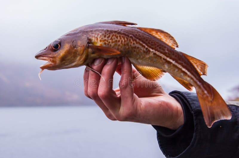Freshly Caught Cod On Angler S Hand Stock Image Image Of North Fishmonger Freshly Caught Cod On Angler S Hand Stock Image Image Of North Fishmonger