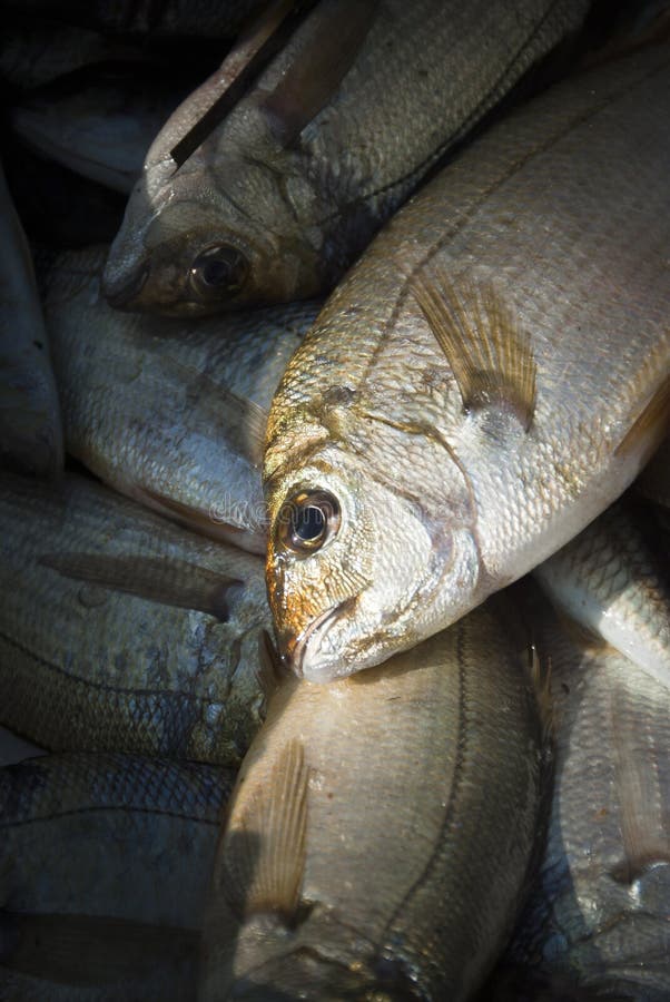 Freshlycaught fish stock image. Image of boating, life 35628043