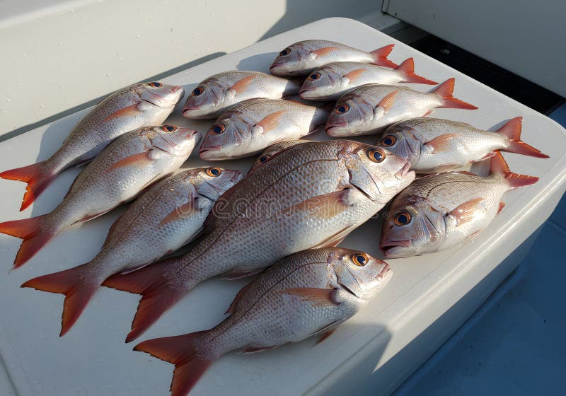 Freshly caught fish display vector illustration