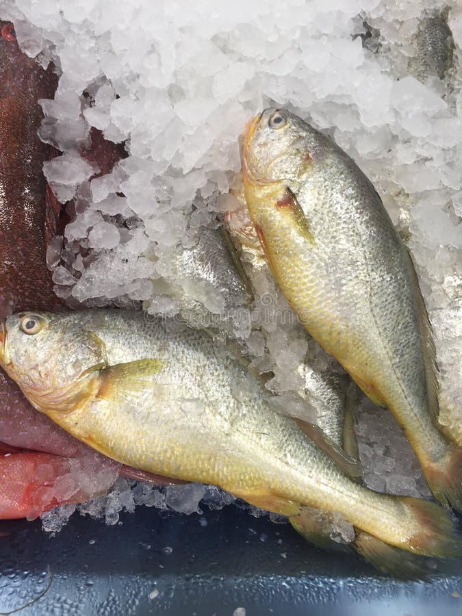 Fresh fish in a wet market stock photo. Image of diet 19000080