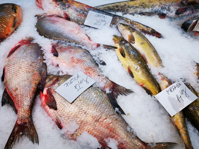 Freshly caught fish on ice stock photo. Image of flatfish 161575442