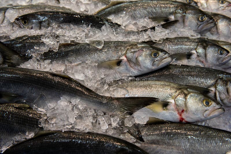 Freshly Caught Fish on Ice. Stock Image Image of ocean, fish 250231293